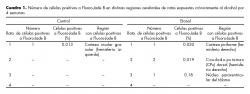 Número de células positivas a Fluoro-Jade B en distinas regiones cerebrales de ratas.